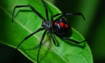 Spider black vdova