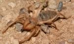 Falang spider (camel): opis in značilnosti