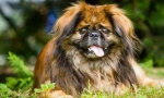 Pekingese