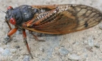 Periodično cicada