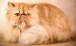 Persian cat