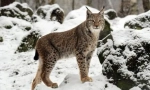 Prištinska lepota: cat pasme podobno kot lynx