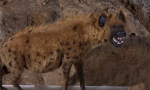 Cave hyena