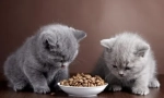 Prehrana britanskih mačk doma