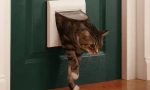 Zakaj naše mačke ne marajo zaprtih vrat?
