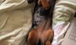 Zakaj dachshund spi na hrbtu