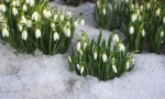 Snowdrop
