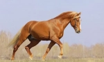 Horse gait