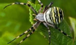 Brunnich striped spider