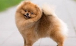 Pomeranski spitz