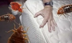 Zdravilo averfos iz bedbugs in drugih žuželk