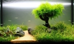 Rastline v akvariju: preprosta pravila za izkrcanje in nego