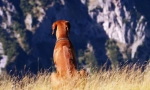 Rhodesian ridgeback (photo): lustful hunter in bold watchman