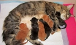 Cats rofthirth