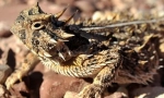 Horned lizard