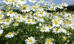 Pharmaceutical camomile