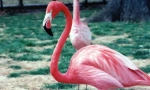 Pink flamingo