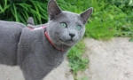 Ruska blue cat