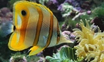 Butterfly fish copper