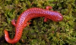 Salamander (photo): miniaturni zmaj z bogato zgodovino