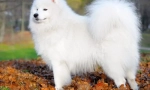 Samoyed laika (fotografija) - zvest prijatelj in pozitivna energija