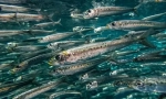 Sardine