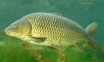 Carp