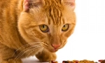 Uravnotežena prehrana cat
