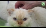 Selkirk rex - cat pasma