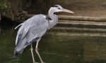 Siva heron