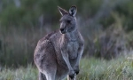 Gray kangaroo