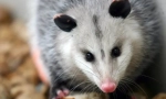Severgeric opossum