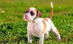 Stafford puppies (photo) - erete pravi prijatelj