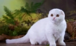 Scottish fold cat - pasma standard, znak, vsebina funkcije