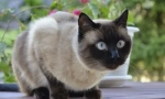 Siamese cat