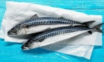 Mackerel