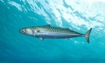 Mackerel