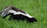 Skunk