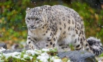 Snežni leopard