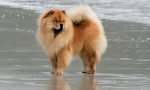 Psi pasme chow chow (fotografija): homous home lion