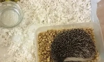 Hedgehog in oskrba na domu