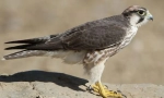 Mediteranean falcon