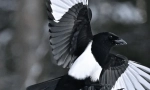 Magpie