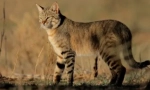 Steppe cat: značilnosti tipa