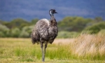Ostrich emu