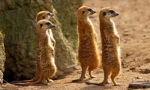 Meerkat (photo): smešna ura, ki je vedno pozorna