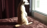 Meerkat. Domače vzdrževanje