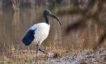 Sacred ibis