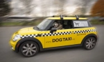 Pet taxi: značilnosti in pravila prevoza