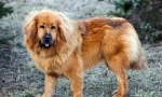 Tibetanski mastiff